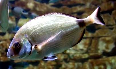 Diplodus annularis_05.jpg